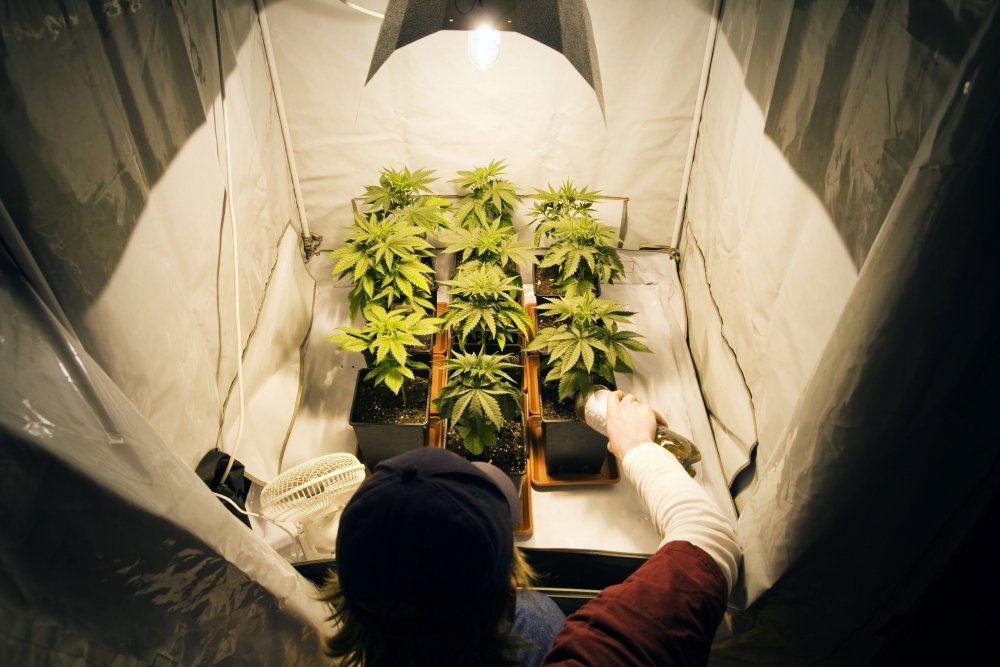 cannabis-grow-home.jpg