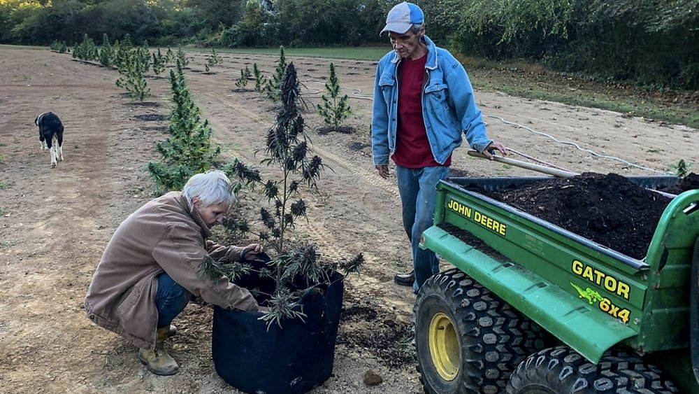 cherokee-cannabis.jpg