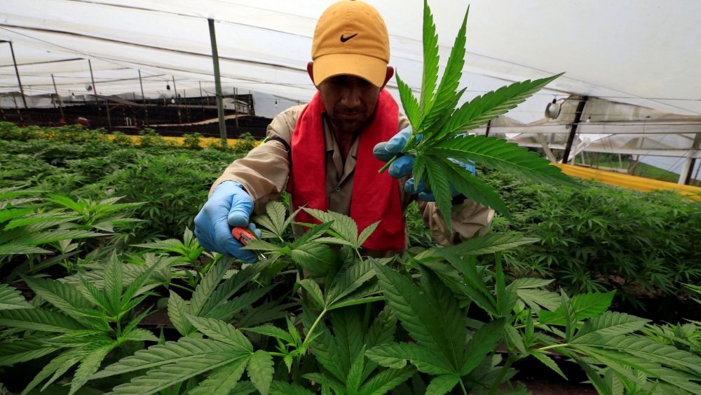 colombia-cannabis-farm.jpg