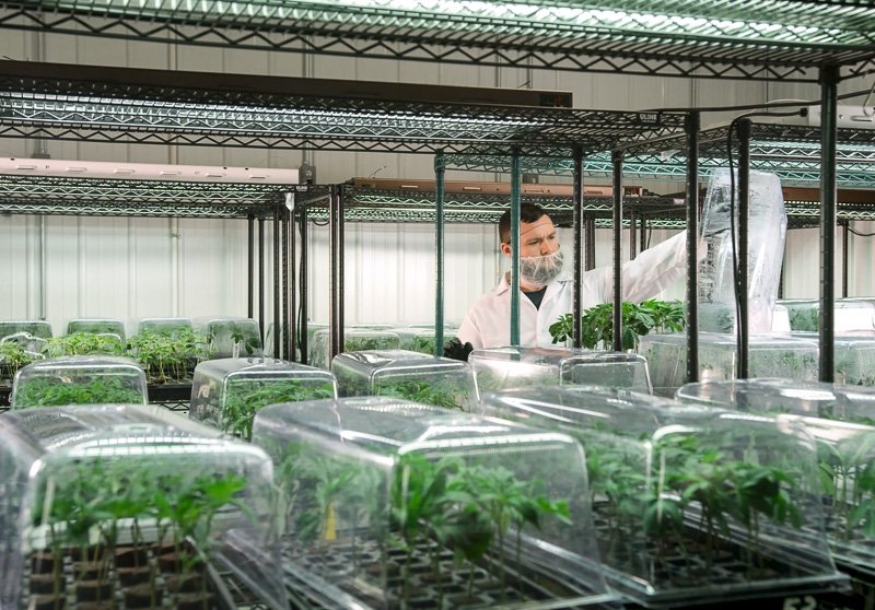 gti-cannabis-farm.jpg