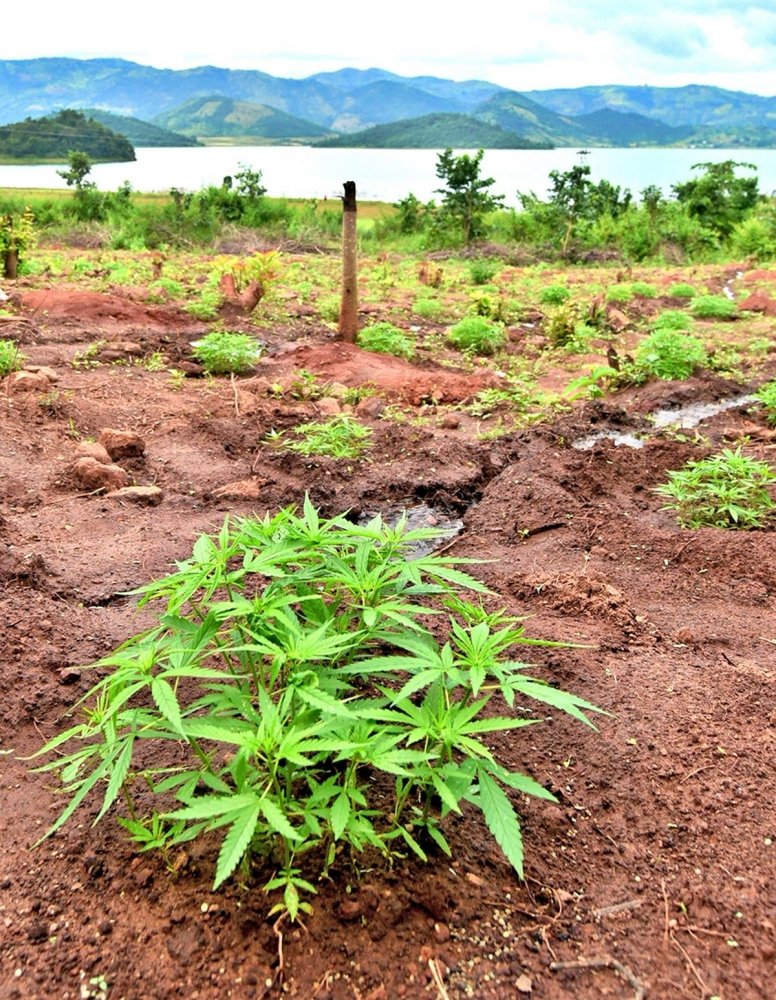 hemp-grow-india.jpg