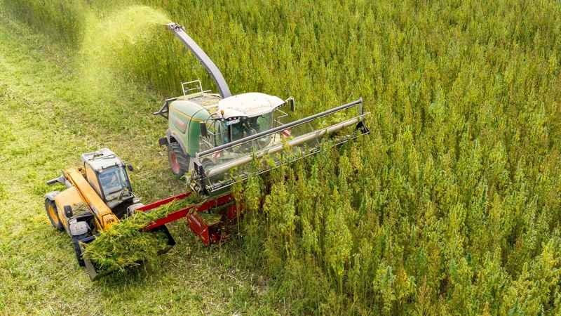 hemp-harvest.jpg