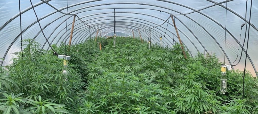 illegal-indoor-grow.jpg