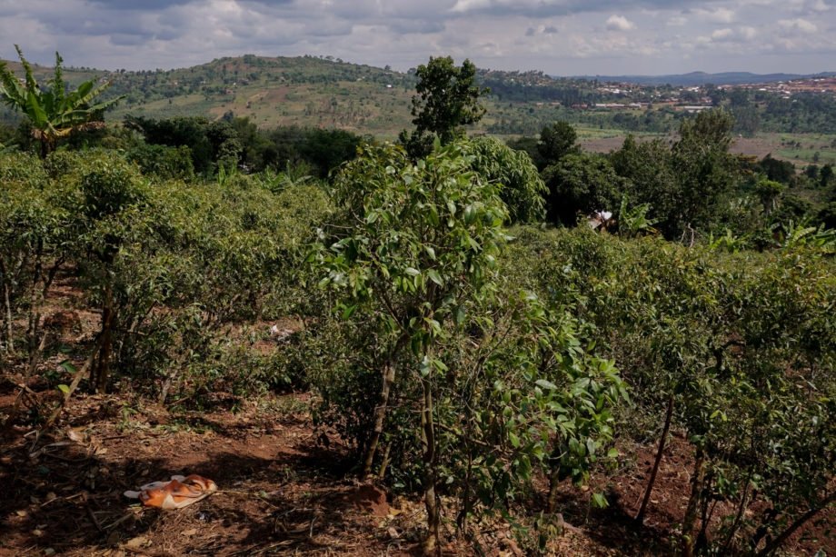 khat-grow-uganda.jpg