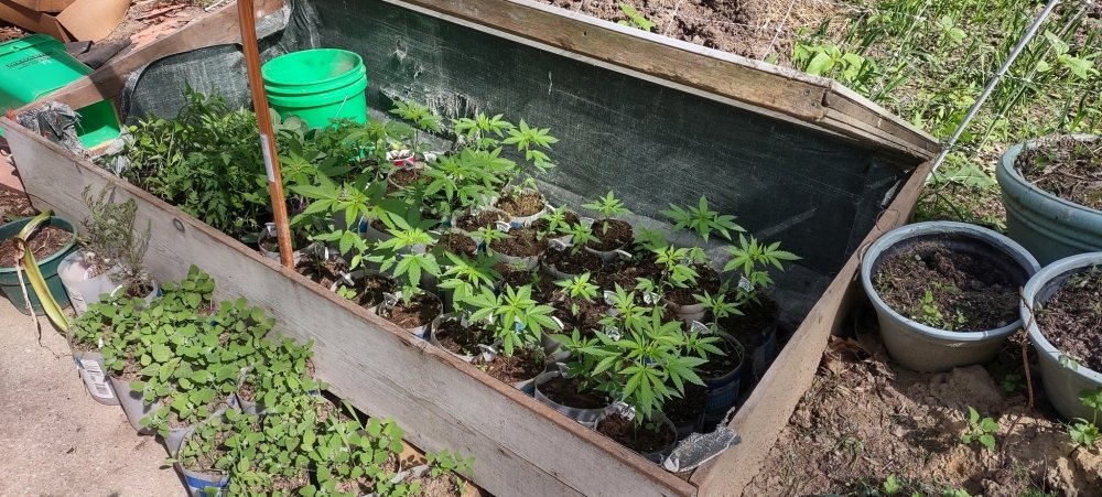 miner-cannabis-growing.jpg