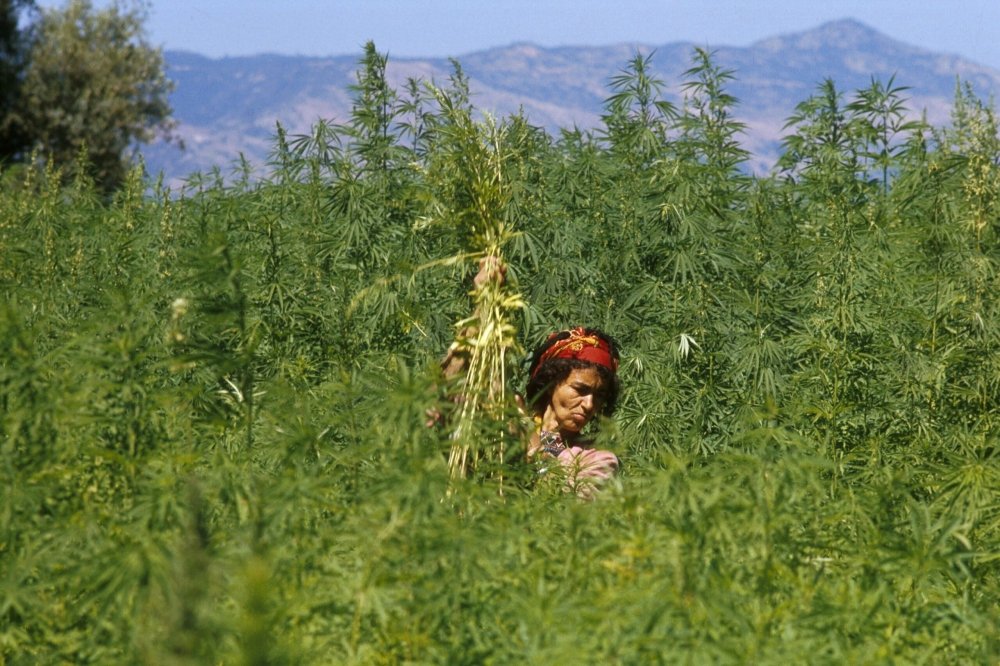 morocco-cannbis-grow.jpeg