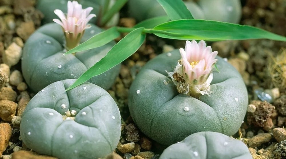peyote-cacti.jpg