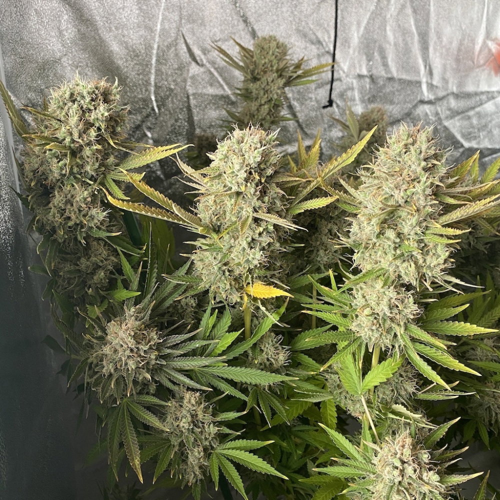 pj9.thumb.JPG.4cf66211c45b1c1c257d61c13c495b2f.JPG