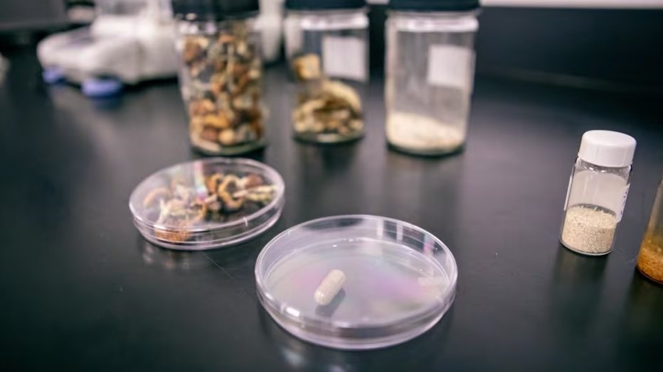psilocybin-mushrooms-research.jpg