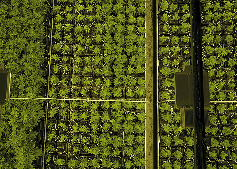 pure-production-cannabis.png