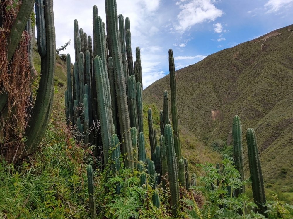 san-pedro-cacti.jpg