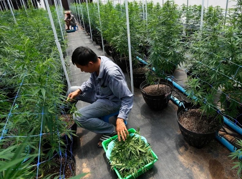 thai-cannabis-farm.jpg