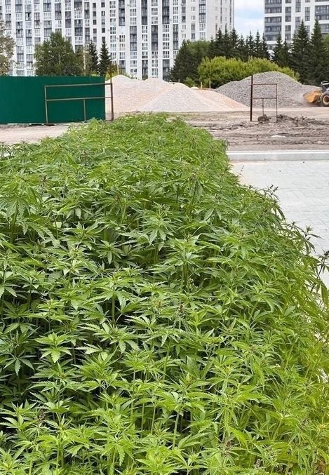 tumen-cannabis-grow.jpg