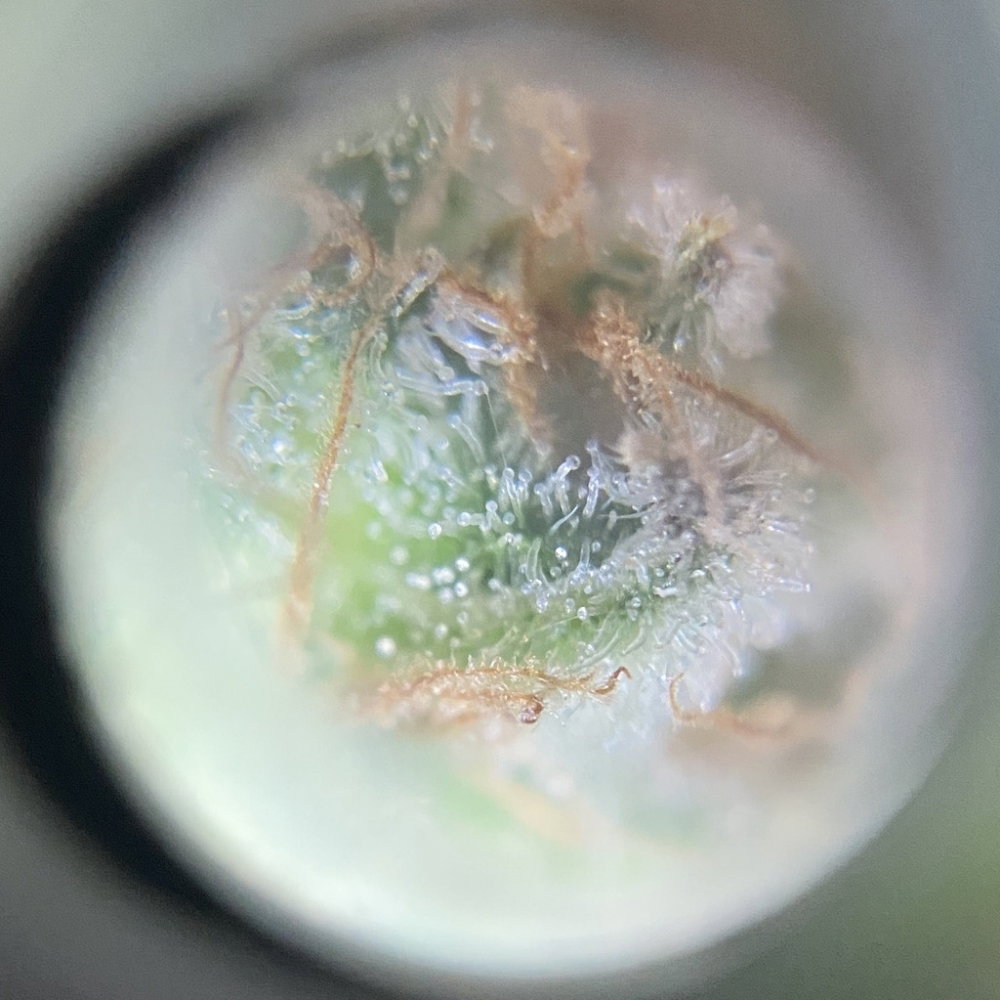 zoom1.thumb.JPG.8b5871075079f37c1254fe031e6bb72a.JPG