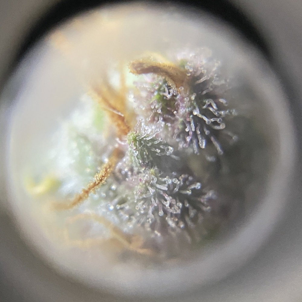 zoom4.thumb.JPG.9673cfe4d561ab83cfb020aba4d50435.JPG