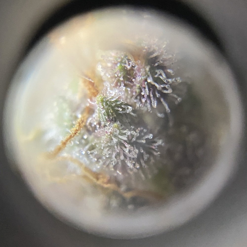 zoom5.thumb.JPG.d03095c7d0b429d366baabceab0b1a82.JPG
