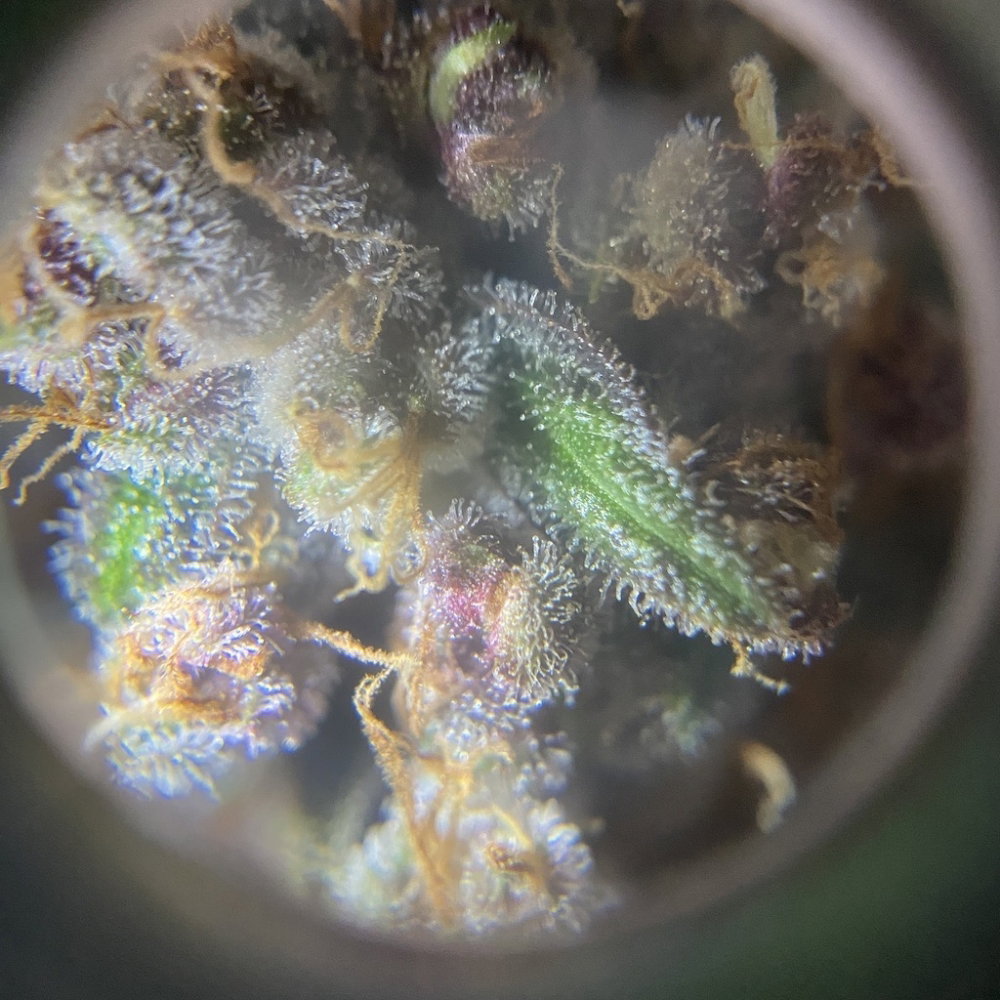 zoom6.thumb.JPG.0da9ae73ff815b75edb5123f34e2bb28.JPG