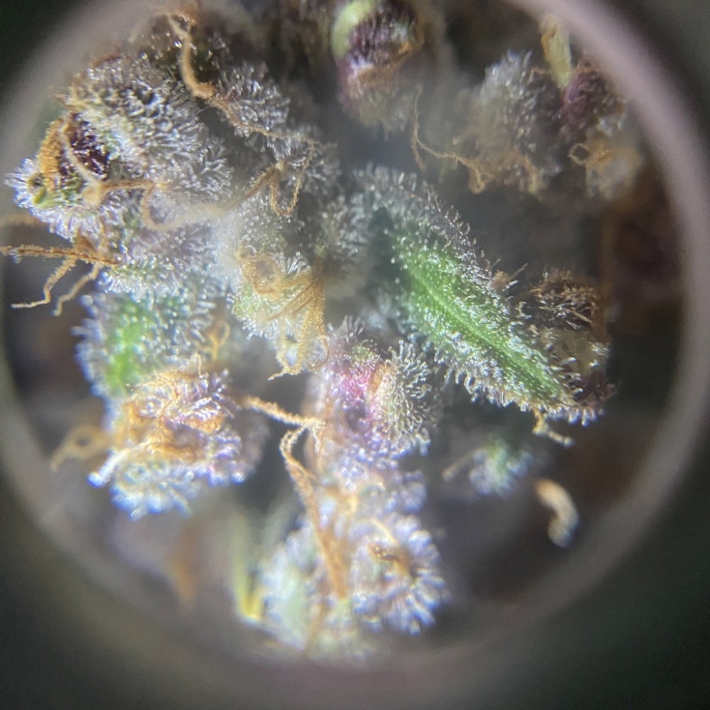 zoom7.thumb.JPG.809b7599001ae3863bad072e2bc9aac7.JPG