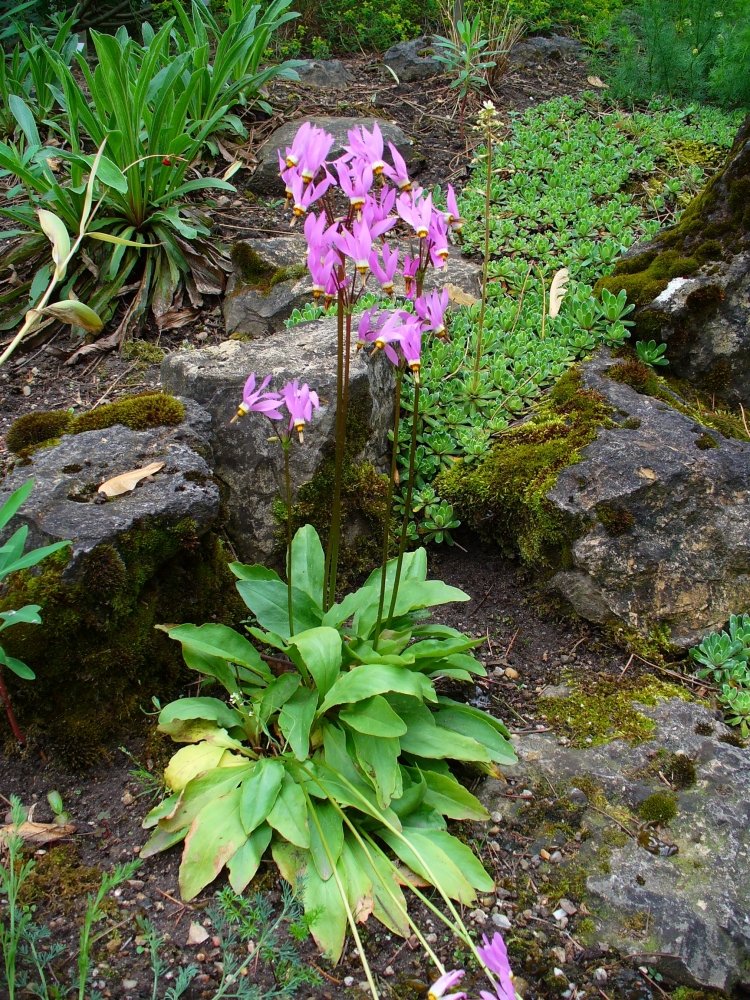 Dodecatheon_meadia_01.thumb.jpg.0d97e6397929fcb928e3f3e844c6c30c.jpg