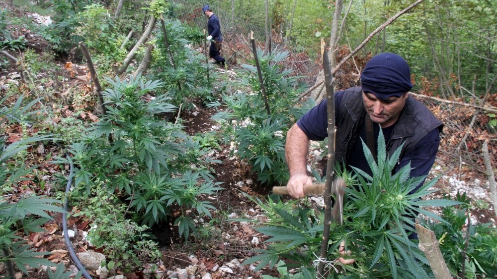 albania-cannabis-grow.jpg