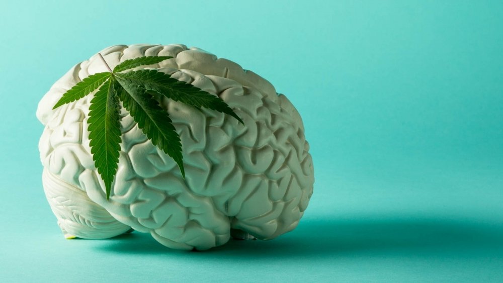 cannabis-brain.jpg