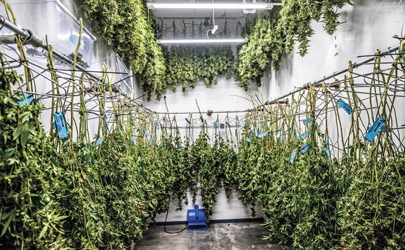 cannabis-drying.jpg