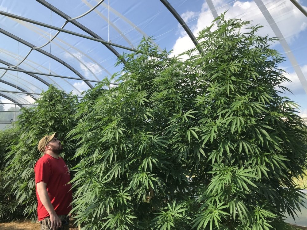 cannabis-farm.jpg