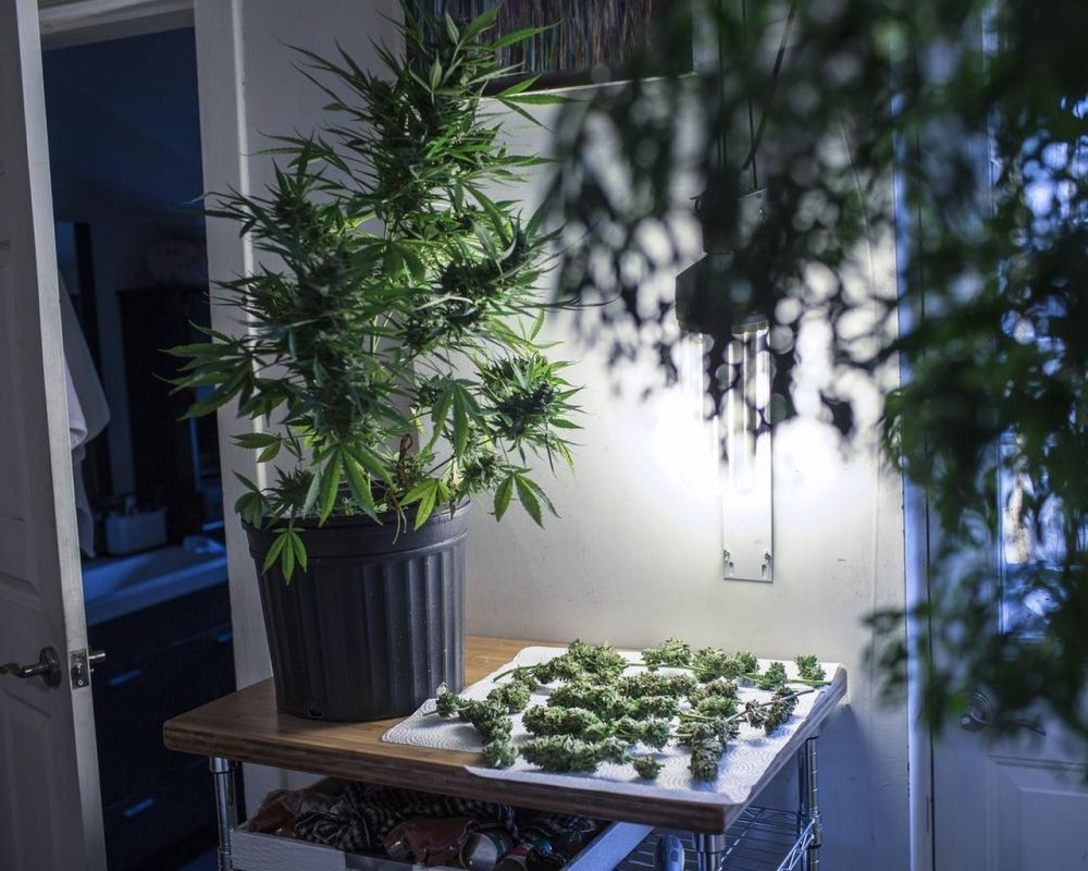 cannabis-grow-home.jpg