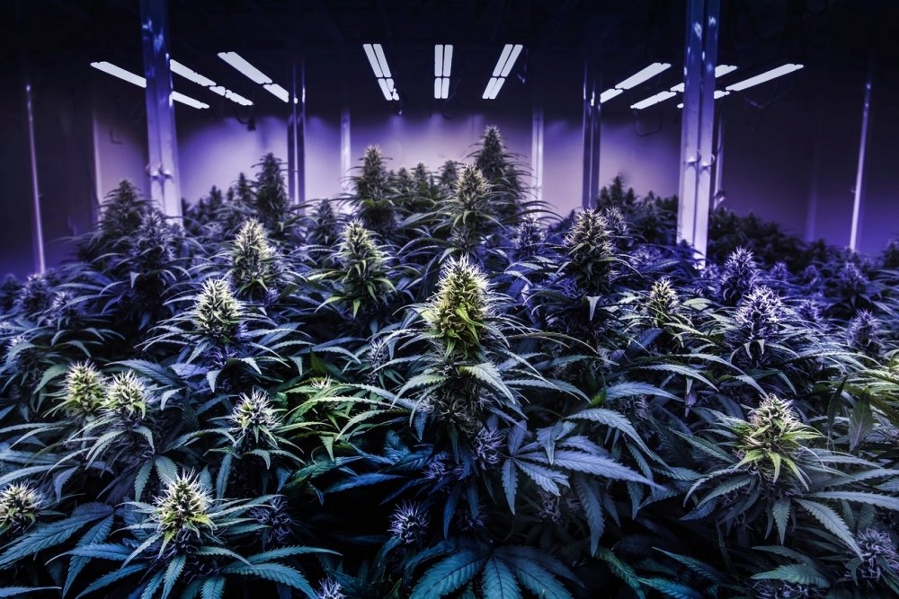 cannabis-grow.jpg