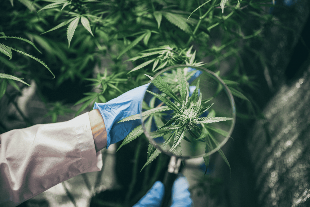 cannabis-research.png