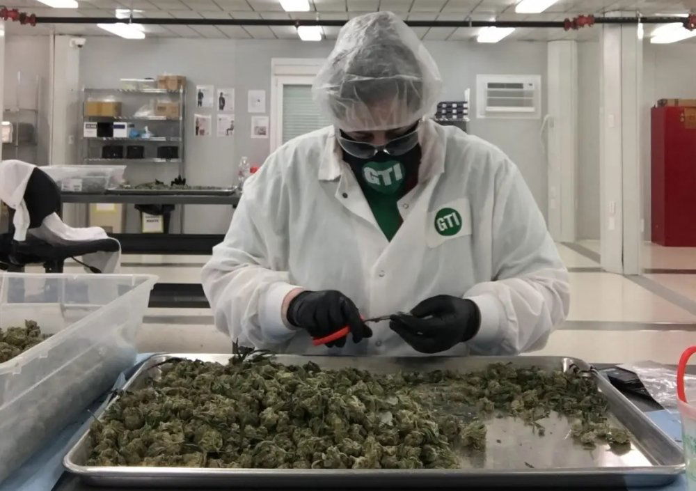 cannabis-trimmer.jpg