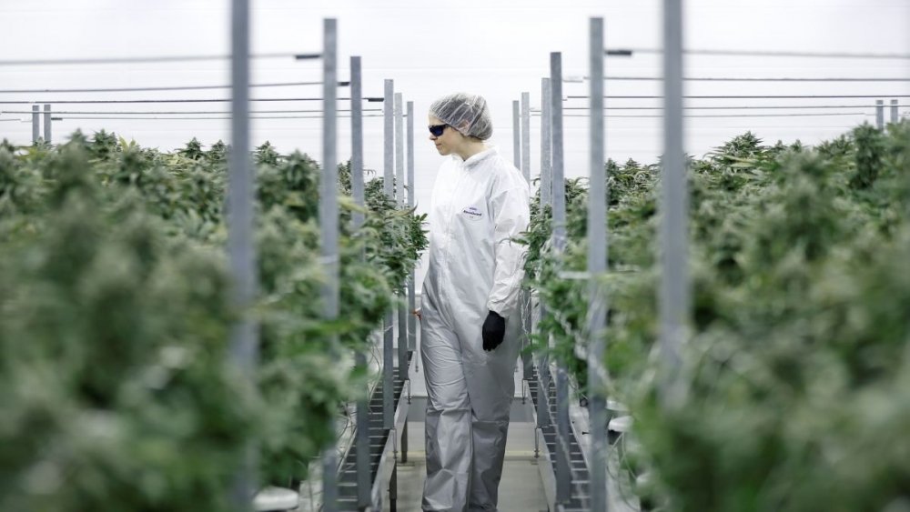 canopy-growth-farm.jpg