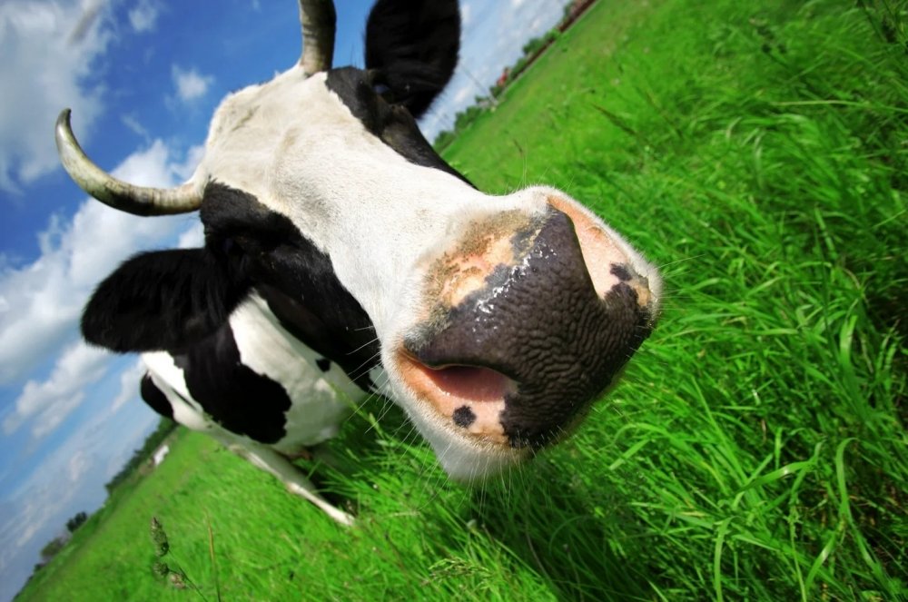 cow.jpg