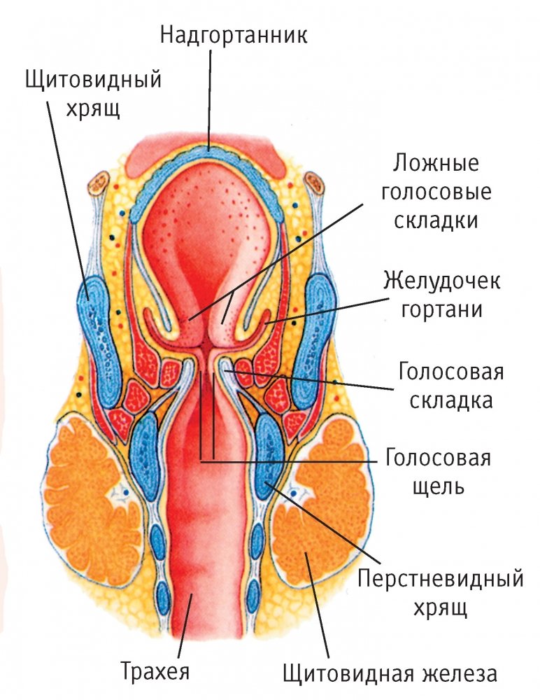 gortan-3.thumb.jpg.48cbe9bc4d5610d9941e83a7194fea46.jpg