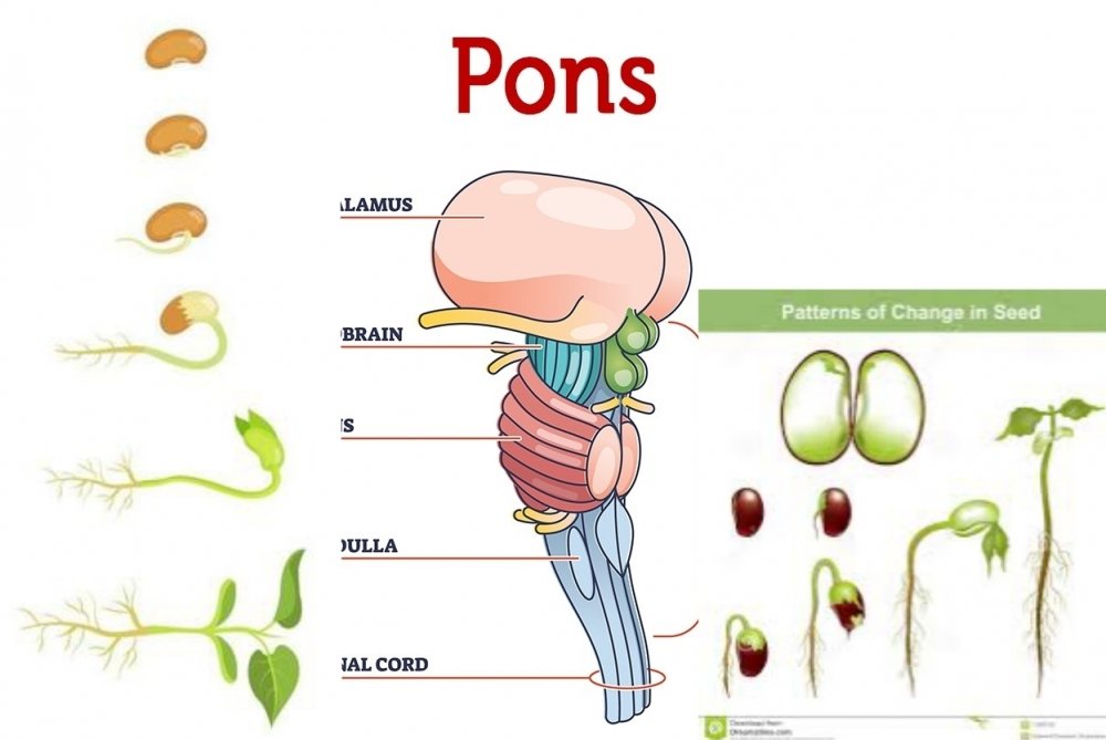 image-of-the-pons.thumb.jpg.2de84ad84ec1d76bd4e1fbd780c48524.jpg