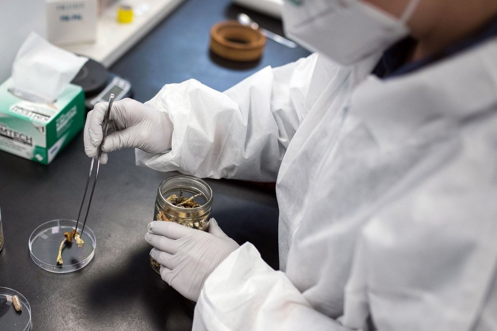 mushrooms-research.jpg