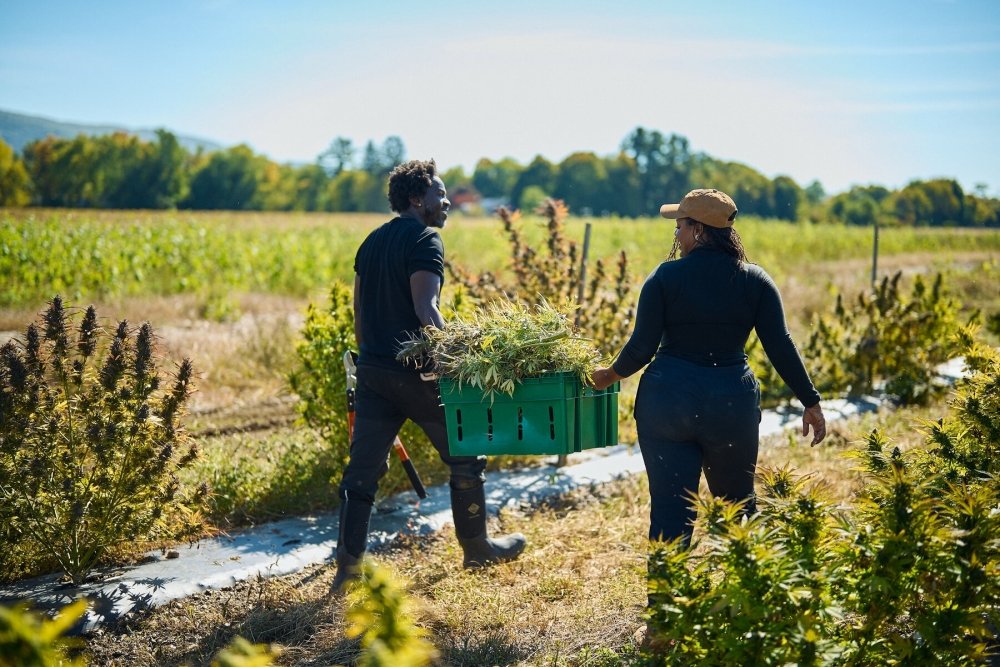new-york-cannabis-farm.jpg