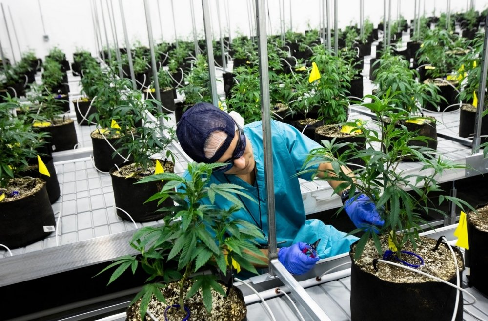 ohio-cannabis-farm.jpg