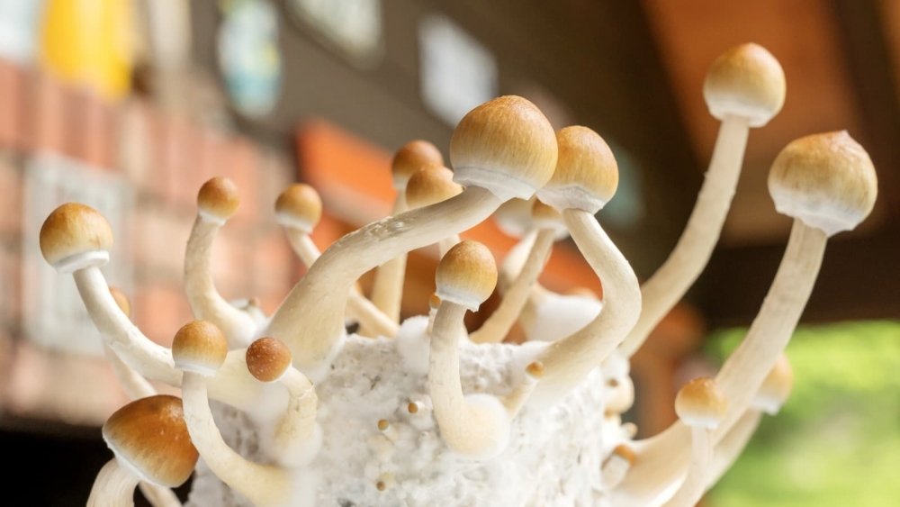 psilocybin-mushrooms.jpg