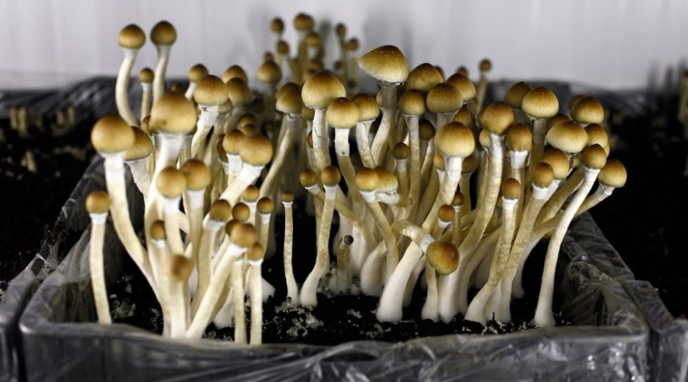 psilocybin-mushrooms.jpg