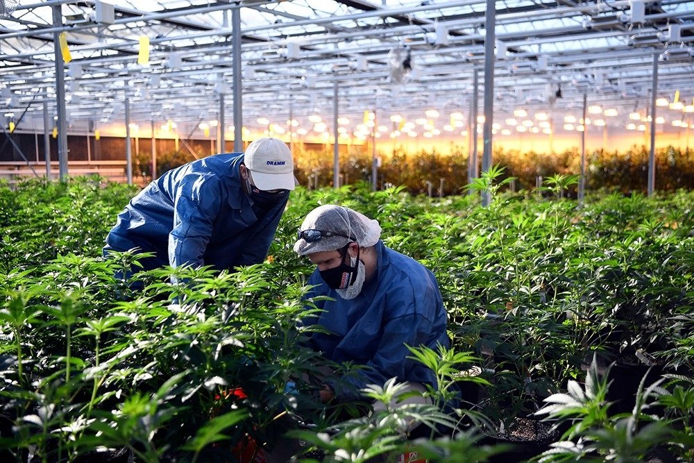 terrascend-cannabis-farm.jpg