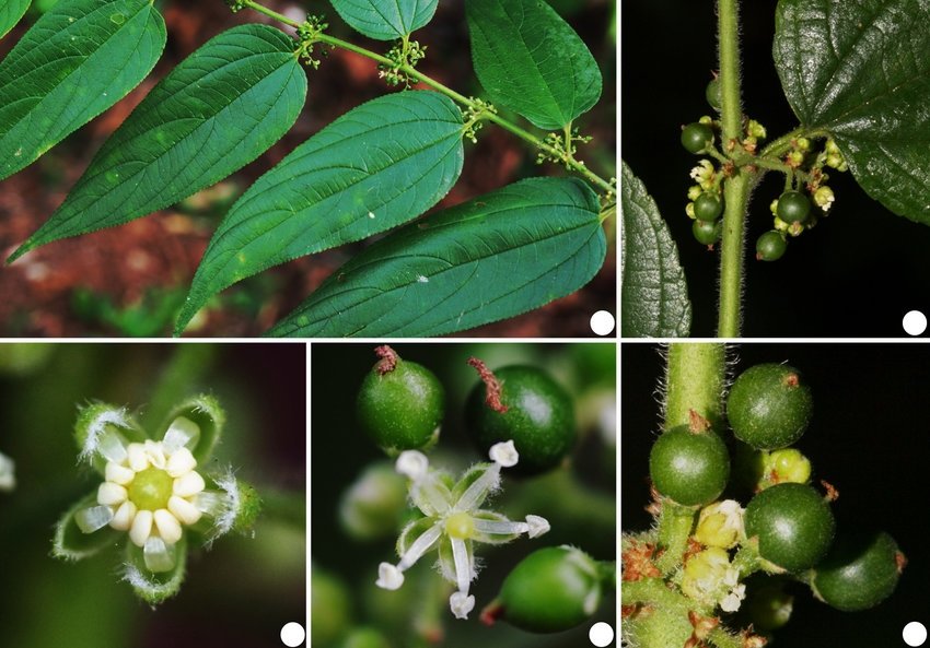 trema-micrantha.jpg
