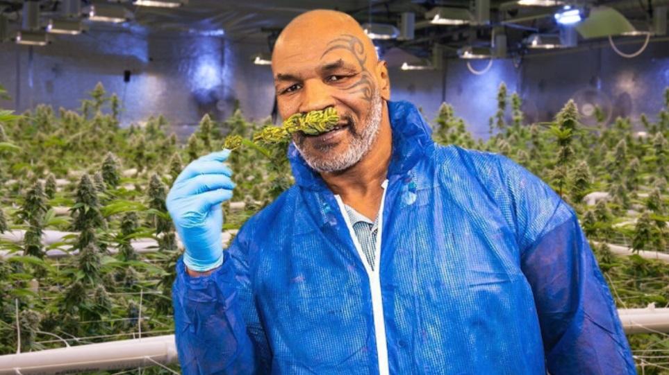 tyson-cannabis-farm.jpg.6f2665b29ccc33f8cd26a6df8849e2fe.jpg