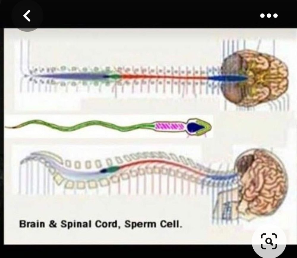 Screenshot_20230714-121757_Pinterest.thumb.jpg.fc6b1940044034c1bf9cf1a03af24e20.jpg