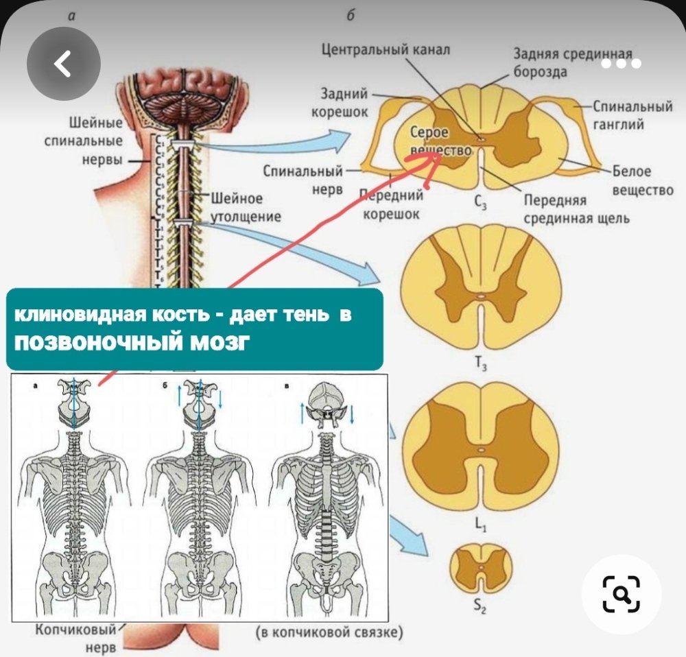 Screenshot_20230721-170816_Pinterest.thumb.jpg.720529b3a026ac79ebfe6f608c954db4.jpg