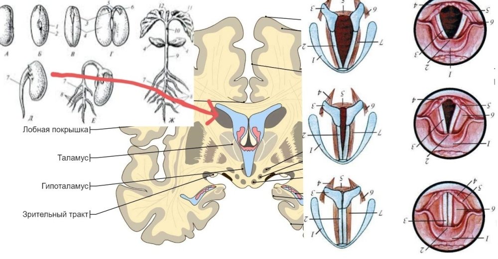 brain-illu-coronal.thumb.jpg.4a97e4d332adc1158fb28ba3d9c7832f.jpg