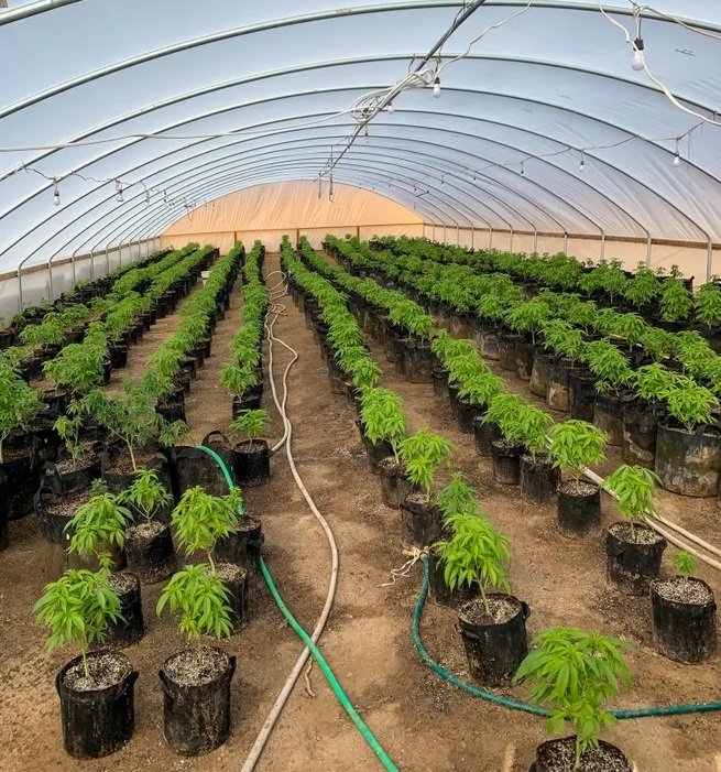 california-illegal-cannabis-grow.jpg