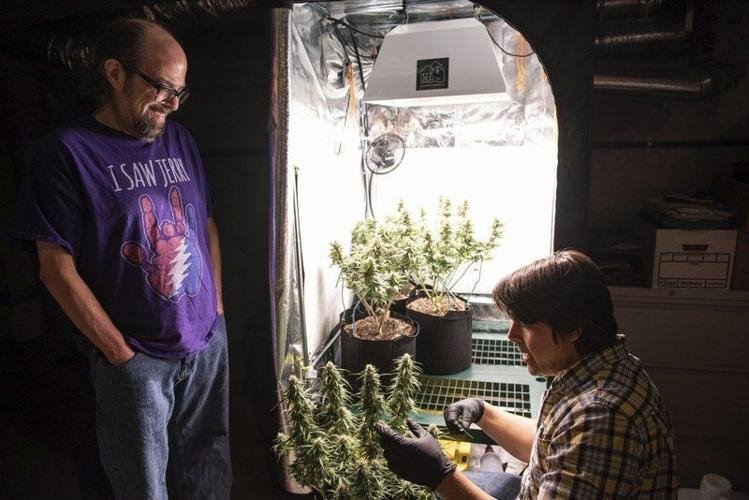 cannabis-grow-home.jpg