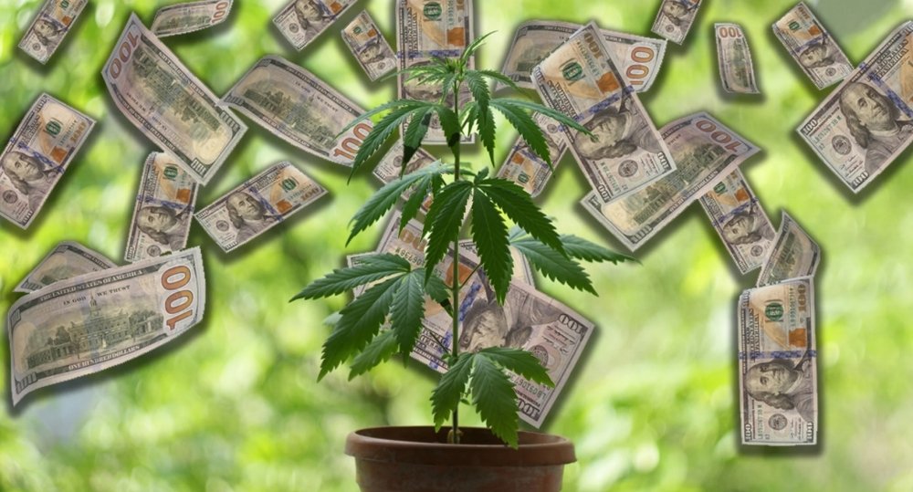 cannabis-grow-money.jpg