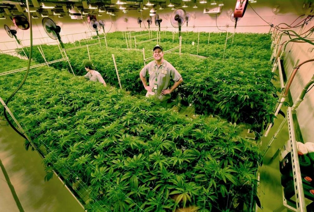 cannabis-grow.jpg